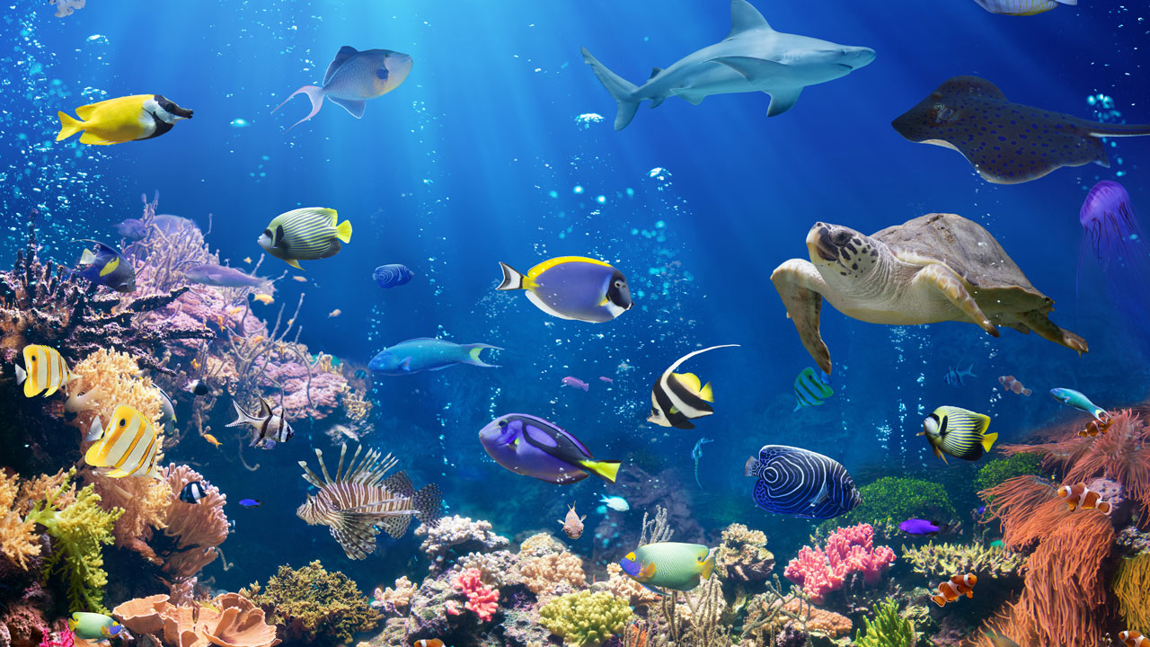 Scène aquatique montrant une barrière de corail, des poissons aux couleurs vives et une tortue de mer