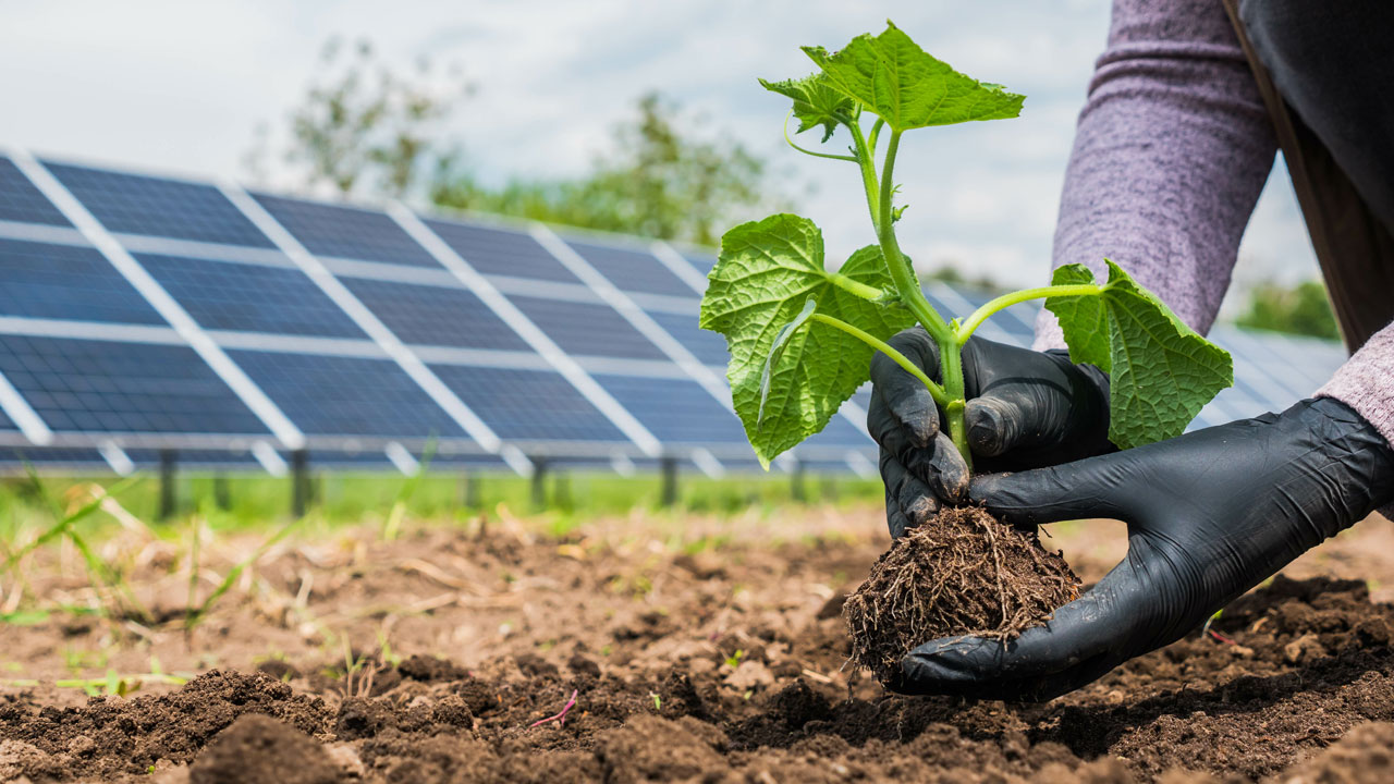 Des mains sont en train de mettre en terre un plant dans un champ avec des panneaux solaires en arrière-plan