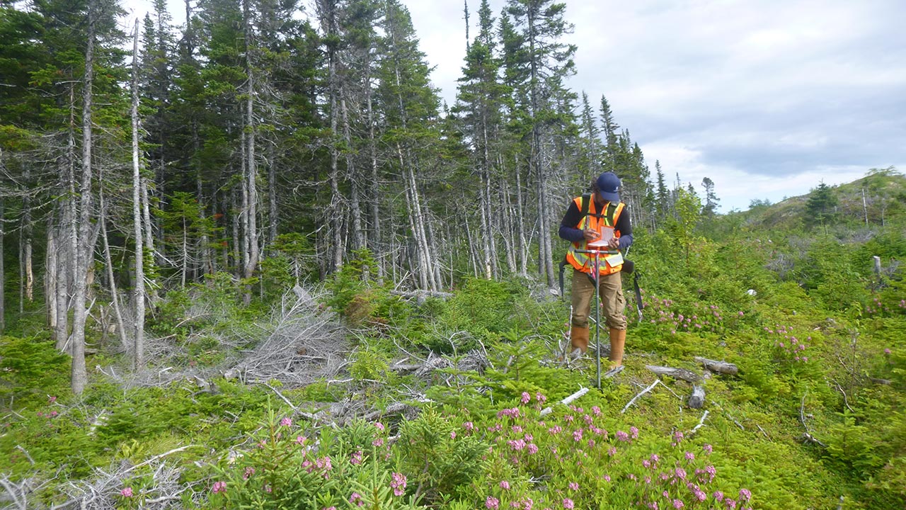 Un employé de Tetra Tech portant un ÉPI se tient debout près d’une forêt et recueille des données dans le cadre de relevés effectués sur un site