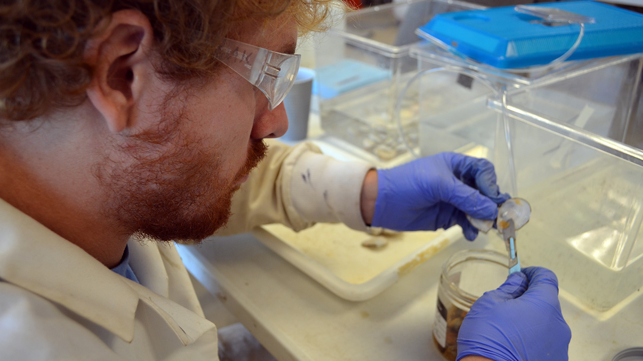 Un technicien de laboratoire de Tetra Tech excise avec précision des tissus de palourde qui seront utilisés dans le cadre de l’analyse d’une bioaccumulation possible de composants