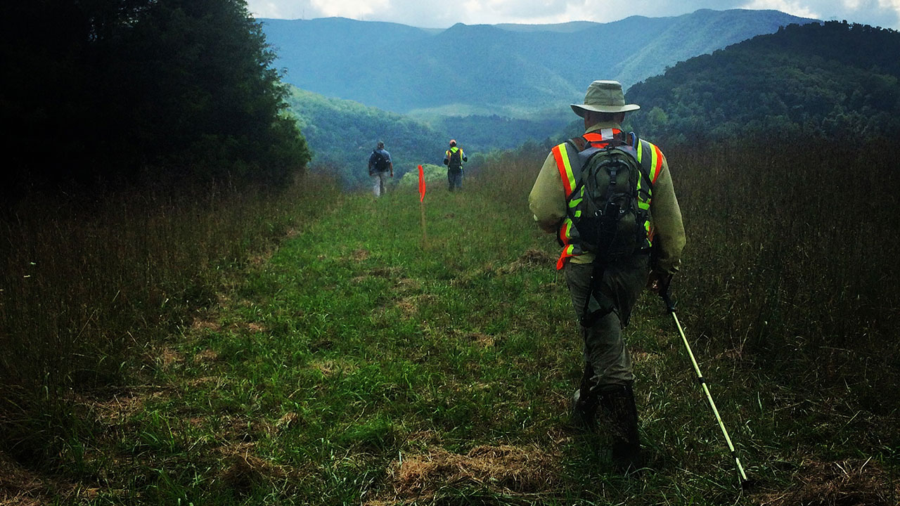 Un employé de Tetra Tech portant un EPI marche dans le tracé d’un gazoduc dans une région montagneuse verte