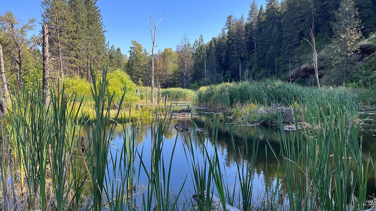 Projet de réhabilitation d’habitat en eau vive et de zone humide sur un site de réhabilitation dans la région nord-est de l’Oregon